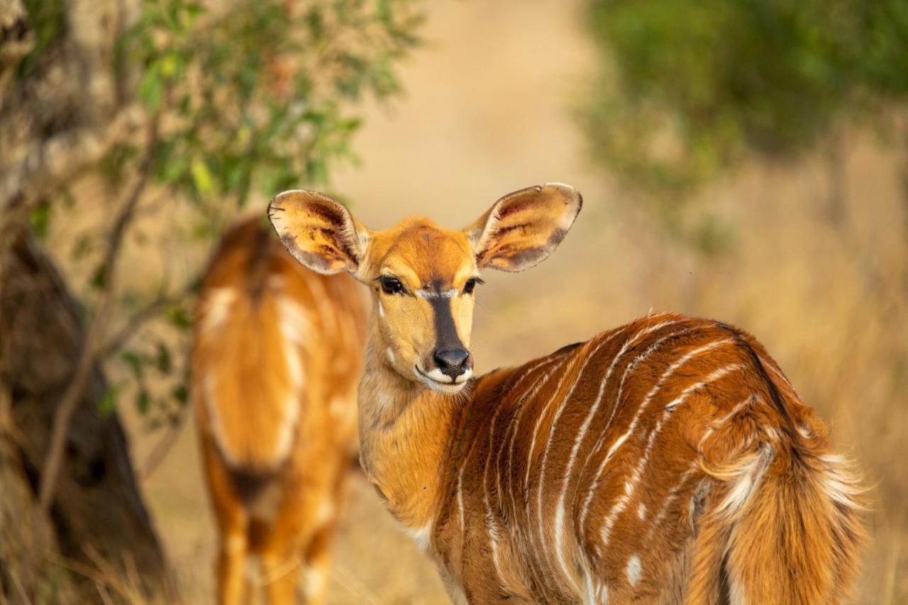 Karee & Wild Olive Guest Lodge Hekpoort Luaran gambar